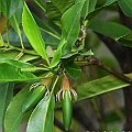 Bruguiera sexangula (Upriver Orange Mangrove) in East Trinity オバナヒルギ<br />Canon EOS 7D  + EF70-200 F4.0L + EF1.4II